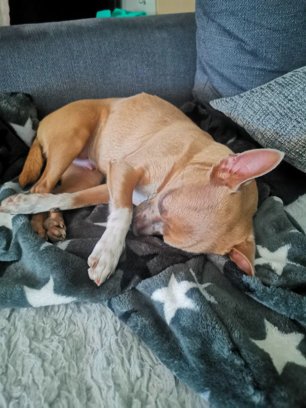 Peanut